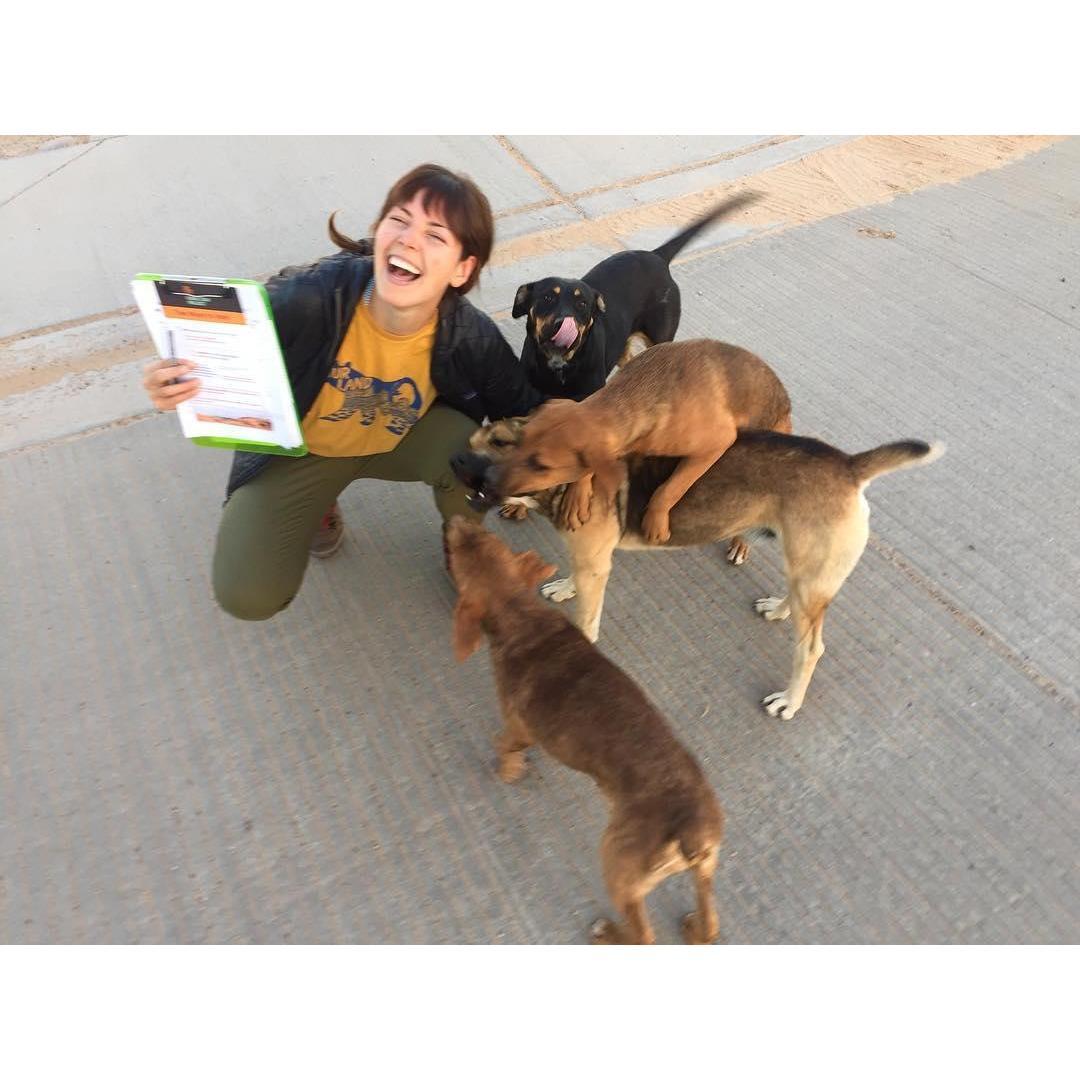 Voter canvassing in Bluff, UT. With many dogs.