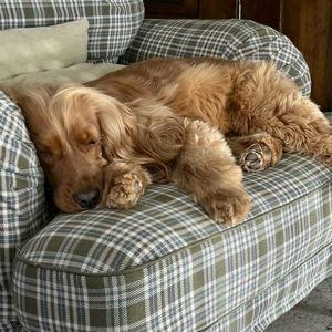 Family Furry Friend