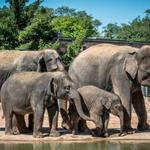 Houston Zoo + Children's Museum