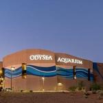 OdySea Aquarium