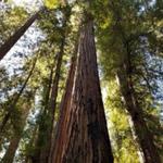 Muir Woods National Monument