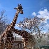 Denver Zoo