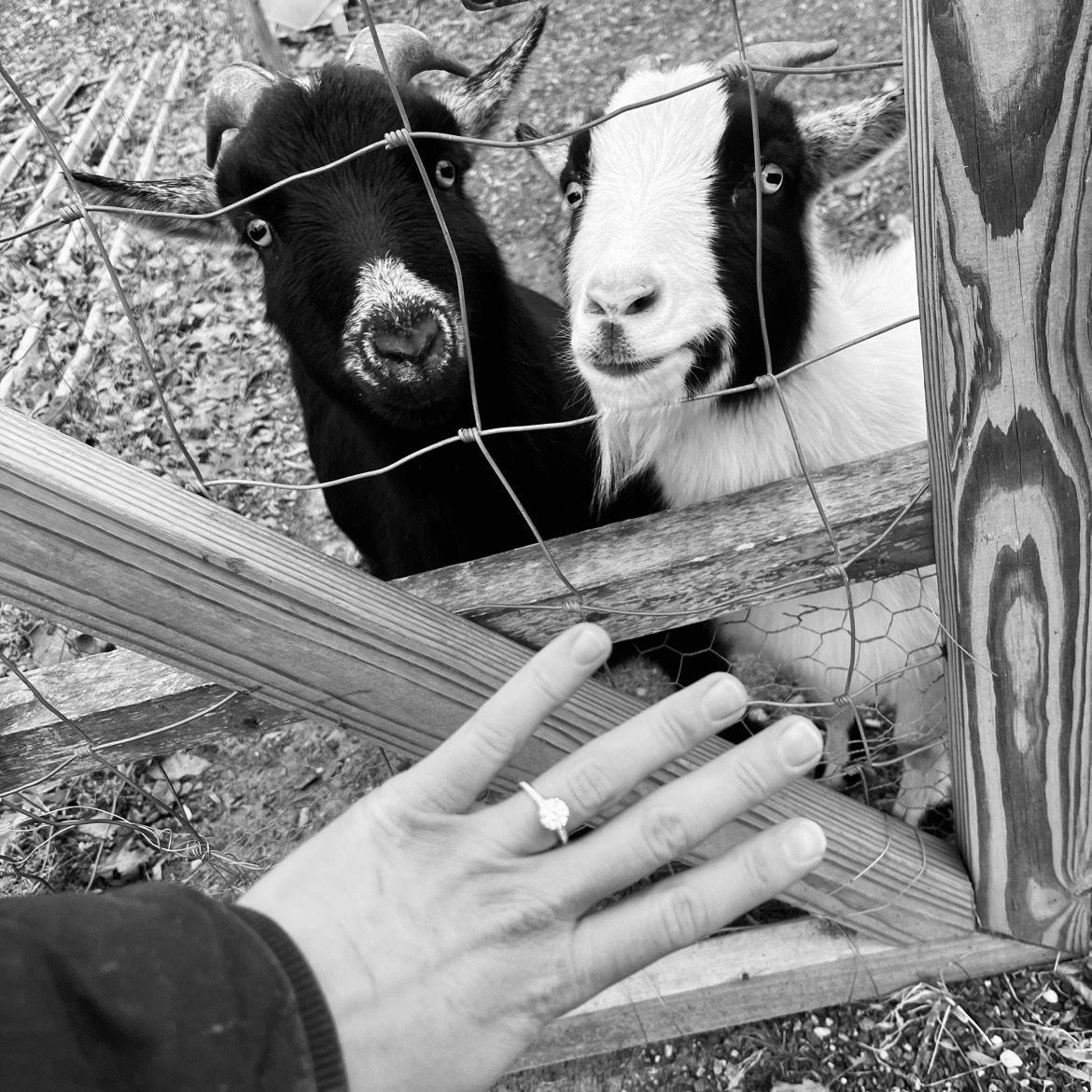 Marty & Moo