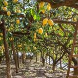 Amalfi Lemon Experience