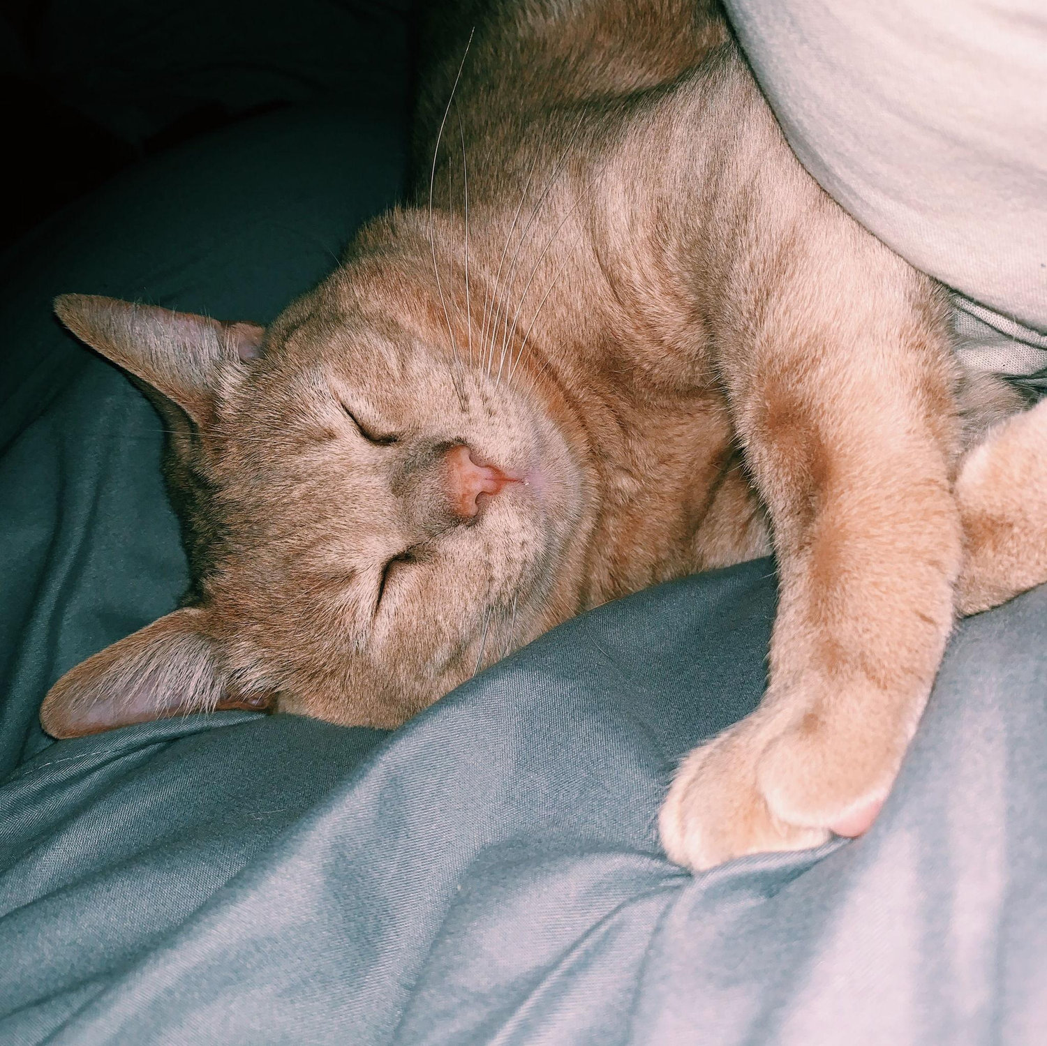 This is Oliver, our second fur baby!
