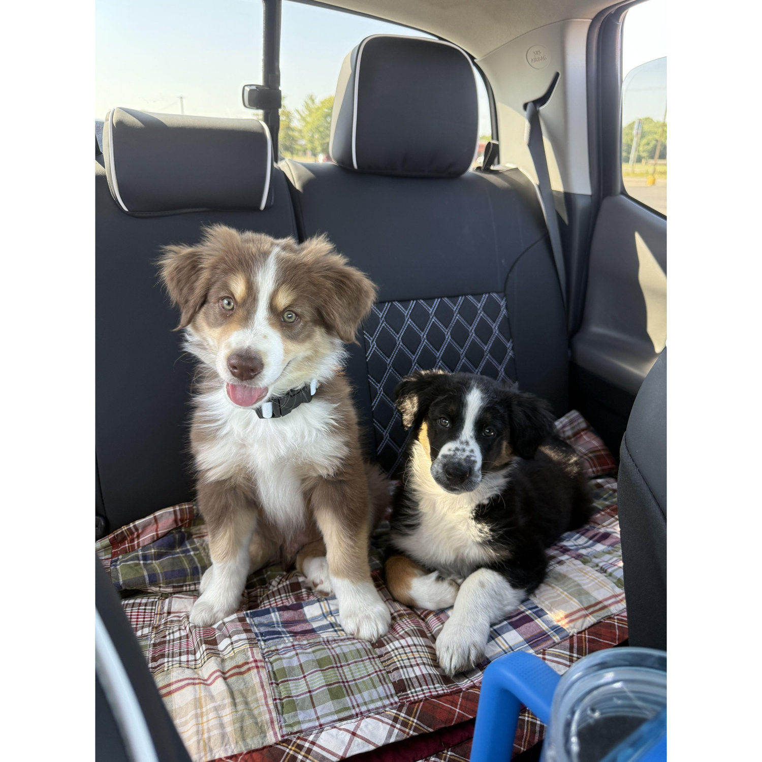 Moose & Bear