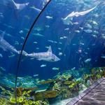 Shedd Aquarium
