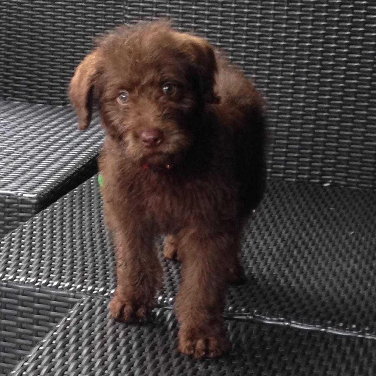 Our baby boy Hershey