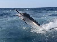 Deep Sea Fishing