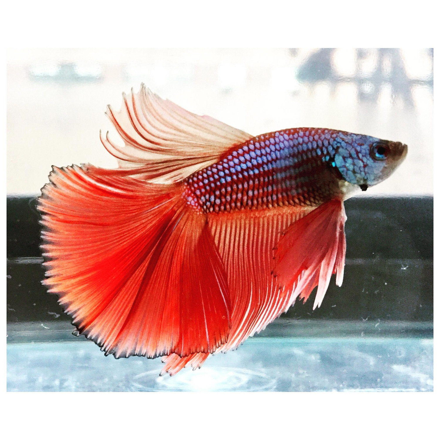 Our sweet Sushi <3