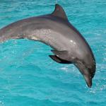 Sun Surf and Sand Charters