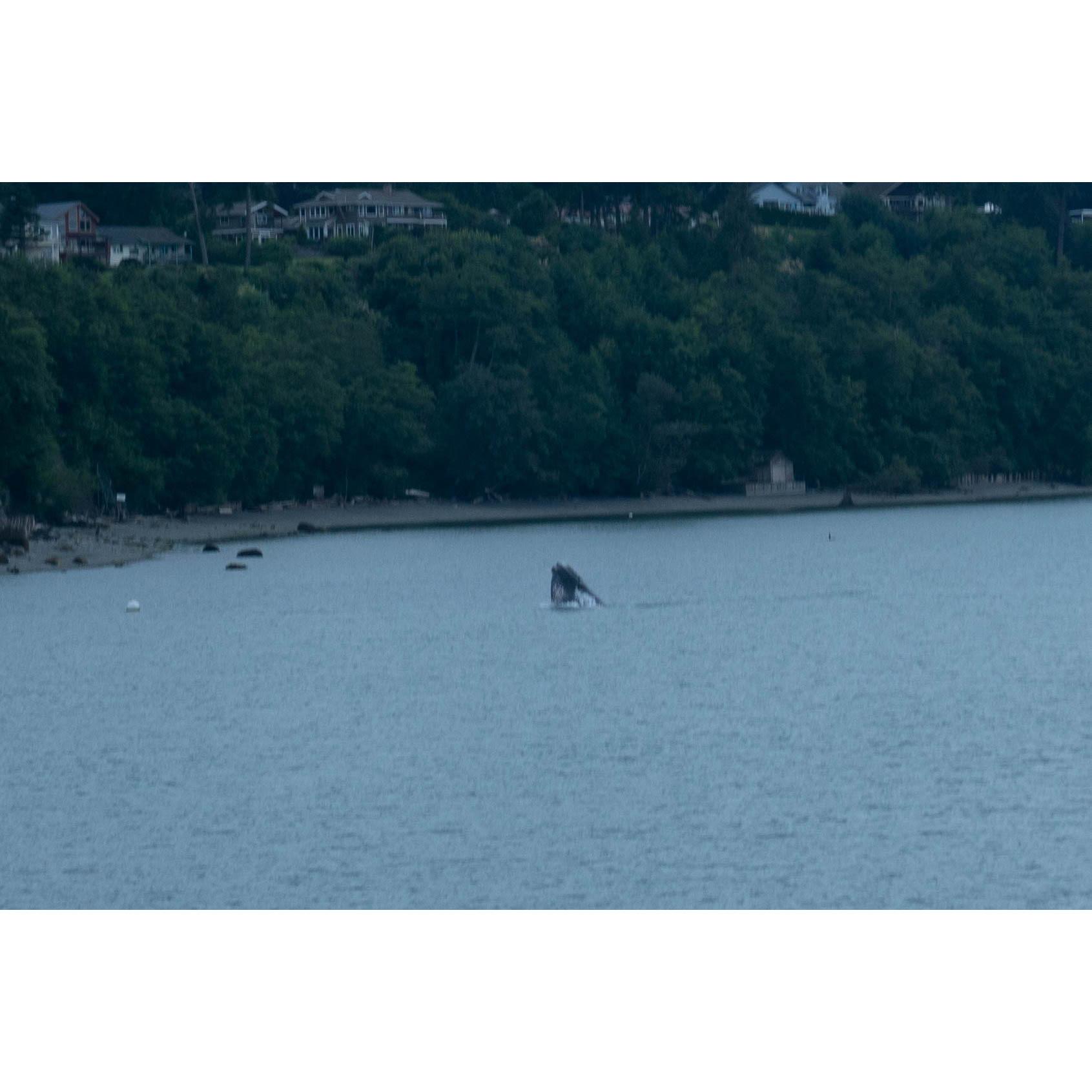 A whale! They said it was a sperm whale, it was lunge feeding, very cool