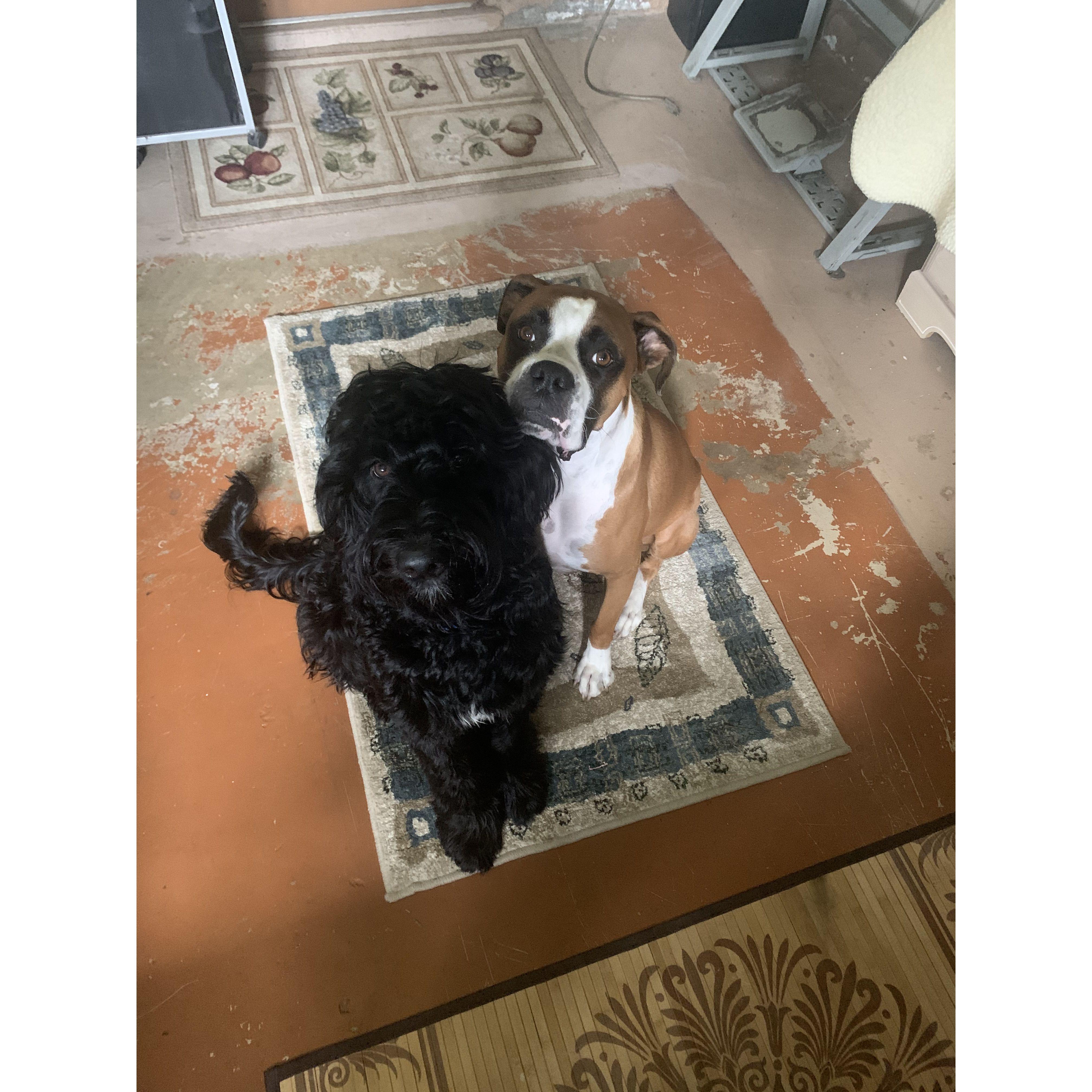 Mowgli & Canelo