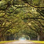 Wormsloe Historic Site
