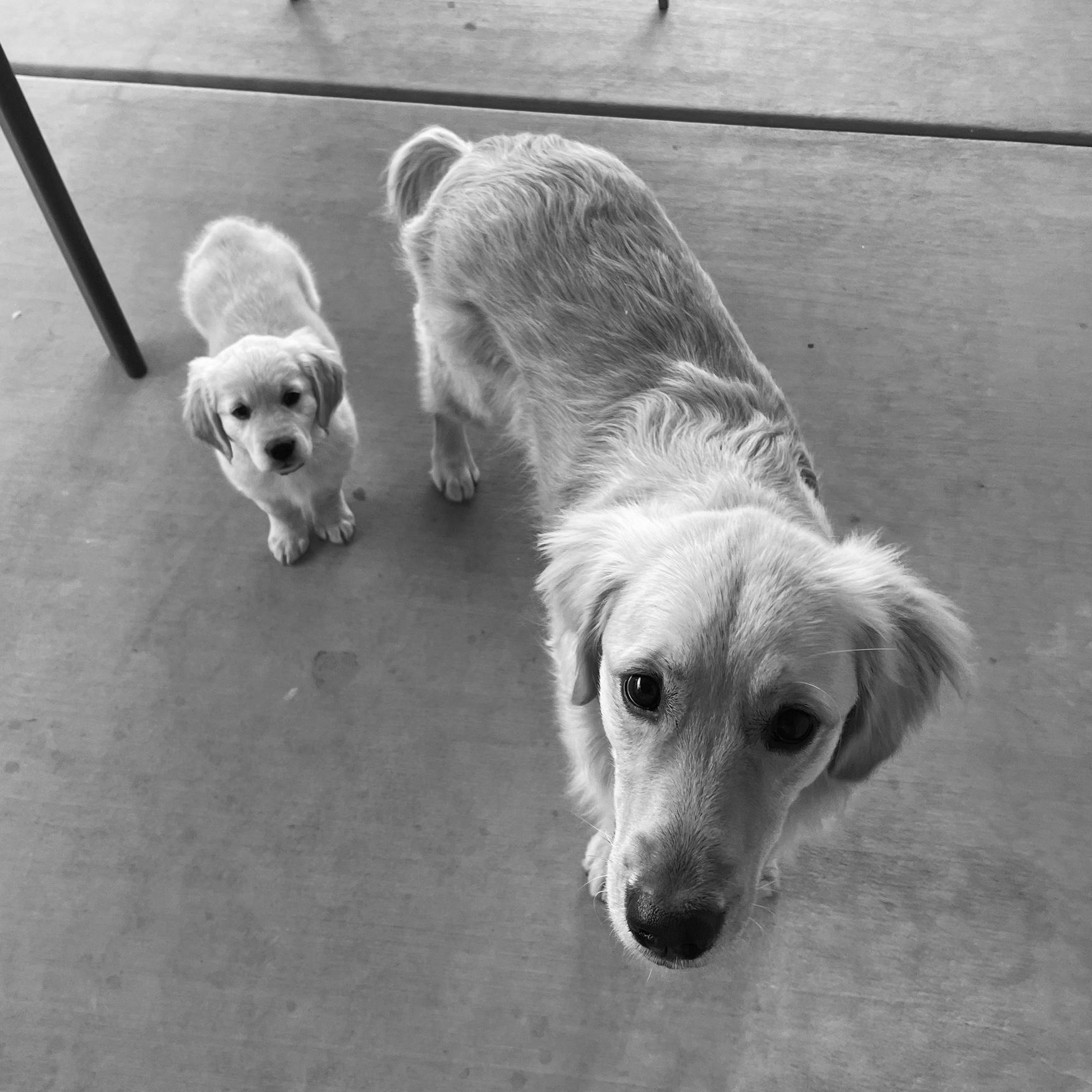 Ivy (left) and Olive (right)