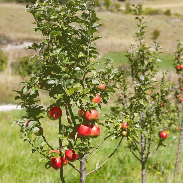 New Home Fruit Tree Fund