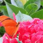 Western Colorado Botanical Gardens