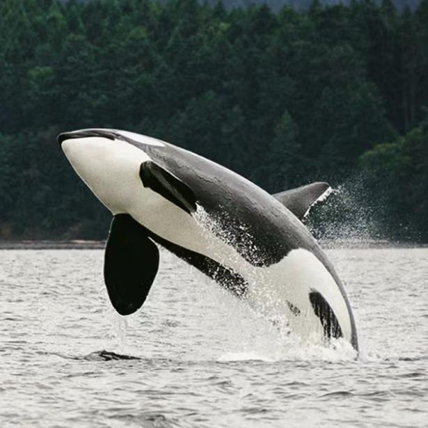 Whale Watching in Alaska