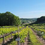 Blue Ridge Estate Vineyard & Winery