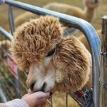 Rosie Mae's Alpaca Farm and boutique