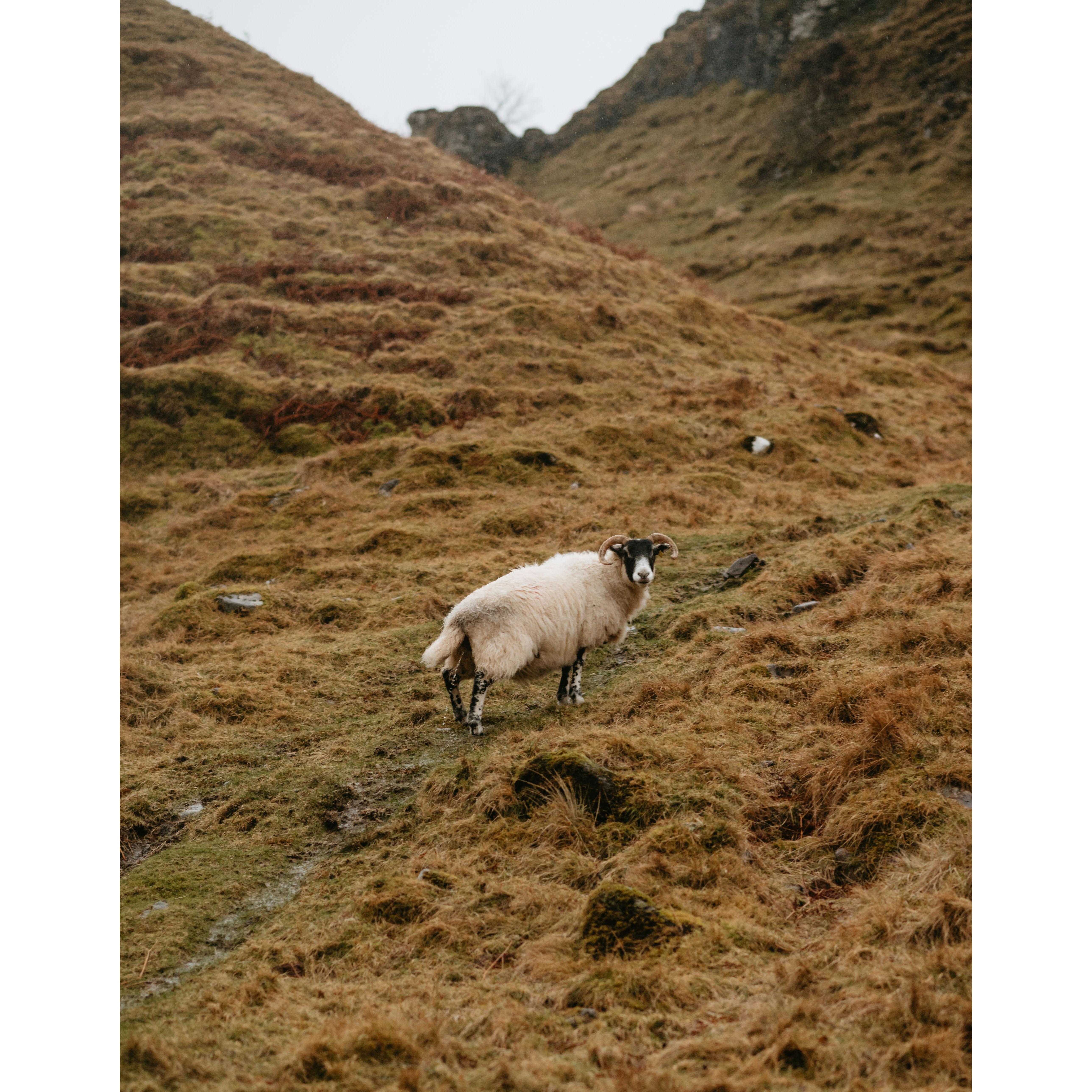 Our photographer didn't realize this until she was editing the pictures, but if you look closely, you'll see that this sheep is staring her in the face and PEEING!