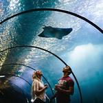 Georgia Aquarium