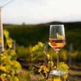 Wineries & Vineyards
