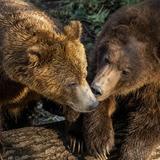 Northwest Trek Wildlife Park
