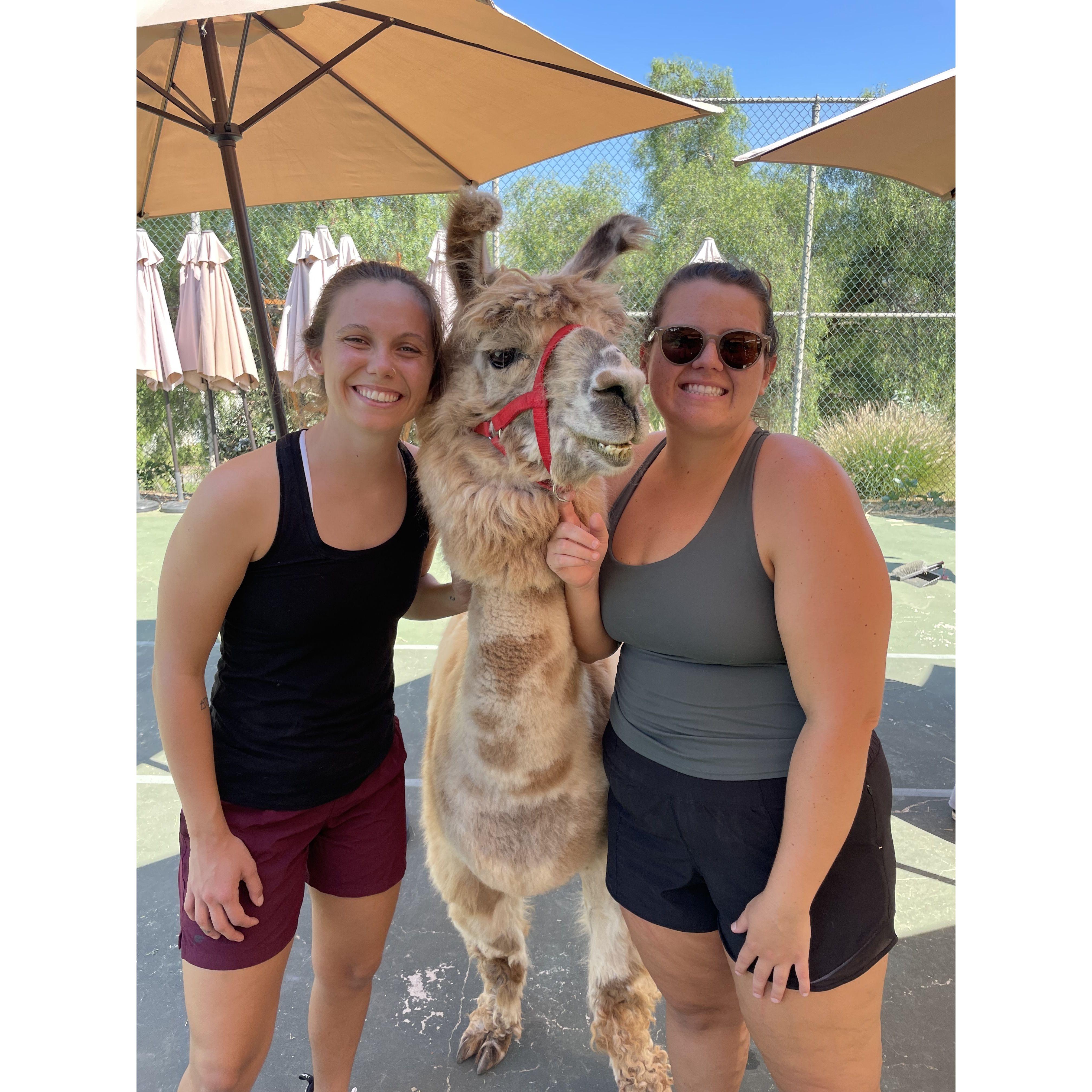 Megan took me to a surprise goat/llama/alpaca yoga class!!