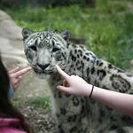 Akron Zoo
