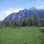 Mount Si Trail