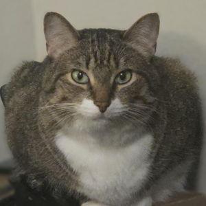 Feed Our Starving Cat