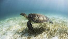 Snorkeling with the sea turtles of Akumal