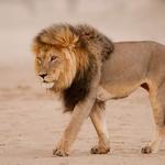 Kruger National Park