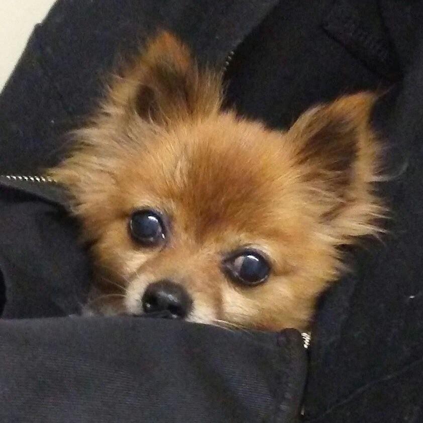 Precious Halo in her back pack when Cyteria was in the Neuro ICU at CMC after a brain aneurysm rupture in 2017.