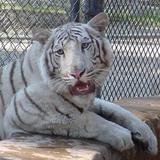 Cat Tales Wildlife Center