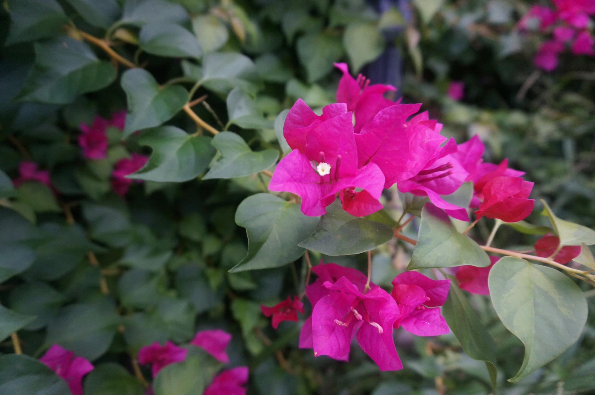 More beautiful flowers along the Riverwalk...
