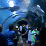 Downtown Aquarium