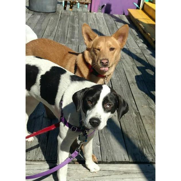 We can't forget about our loving, fur-babies! Being pup parents to Denver and Mazzy has been such a special experience for all of us. We wish they could be there with us on our special day!