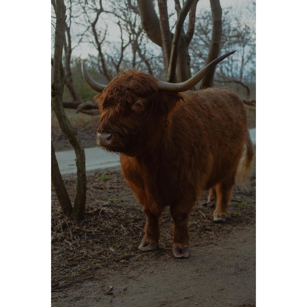 Scottish Highlander's are a good omen!