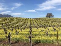 Wine Country