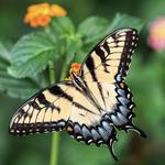 West Virginia Botanic Garden