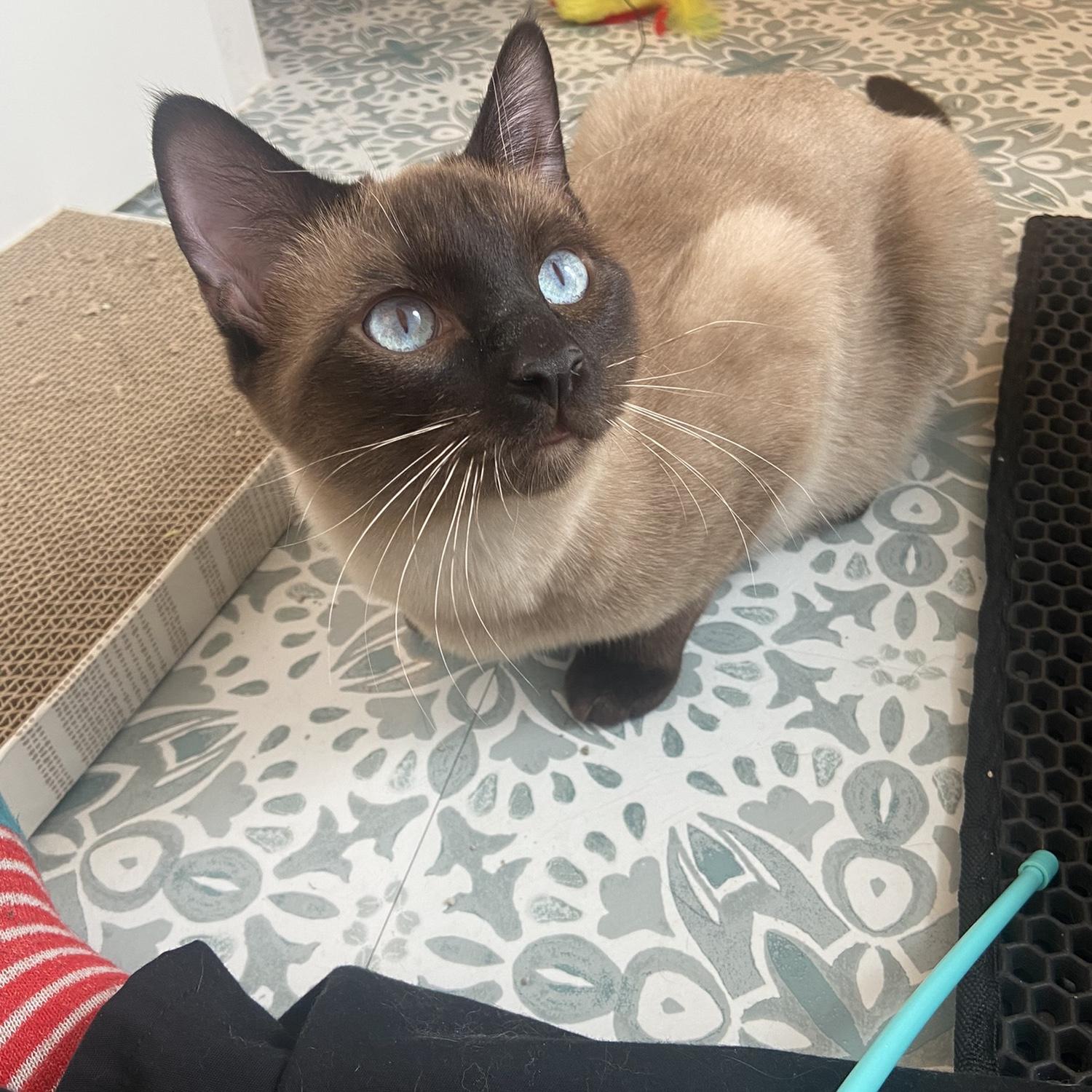 Our second cat we rescued. His name is Braxton but we call him Braxy.
