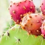 Arizona-Sonora Desert Museum
