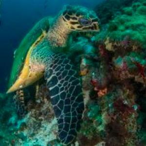 East Africa Diving / Buceo en el Este de África