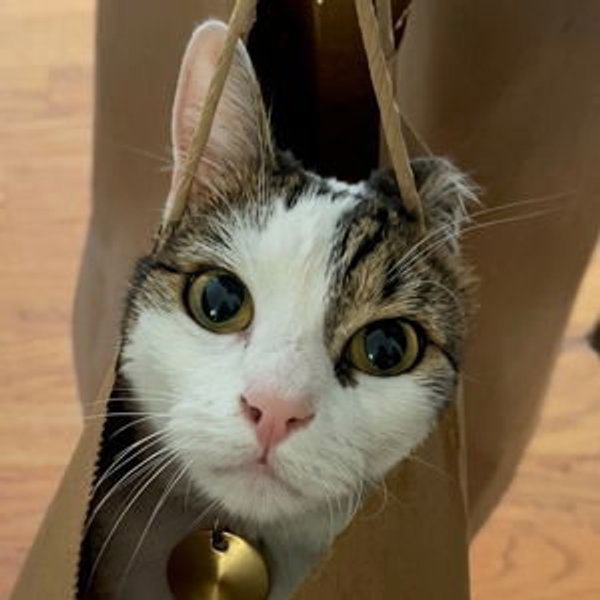 Pet Sitting For Our Honeymoon