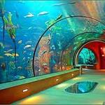 Aquarium of the pacific