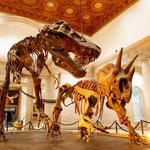 Dinosaur Museum at Thanksgiving Point
