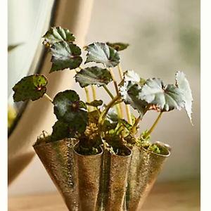 Golden Handkerchief Planter, Small