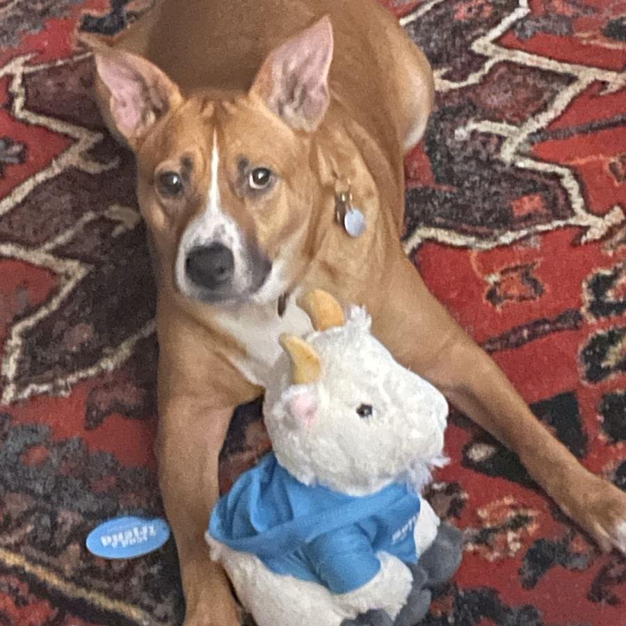 Our furbaby Noel